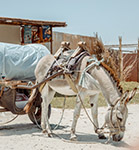 Click here for more information about Donkey Deliveries (2 weeks)